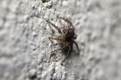 Saitis variegatus