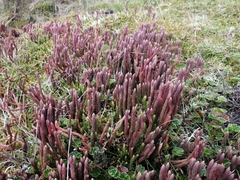 Phlegmariurus crassus