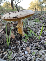 Amanita caesarea