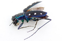 Cicindela flavomaculata