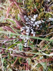 Selaginella peruviana