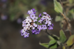 Heliotropium