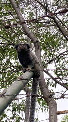 Callithrix penicillata