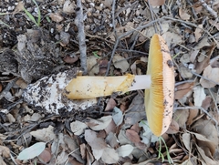 Amanita caesarea