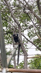 Callithrix penicillata