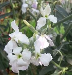 Matthiola incana