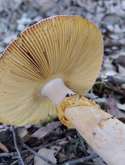 Amanita caesarea