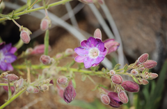 Malesherbia linearifolia