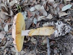 Amanita caesarea