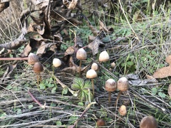 Parasola conopilea