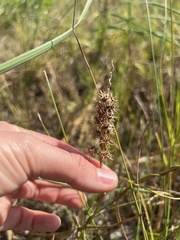 Cenchrus tribuloides