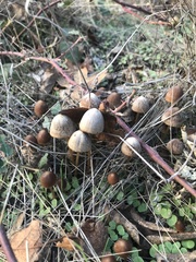 Parasola conopilea