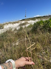 Cenchrus tribuloides