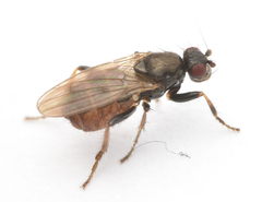 Sphaeroceridae