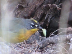 Basileuterus lachrymosus