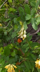 Bombus dahlbomii