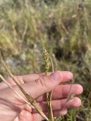 Cenchrus tribuloides