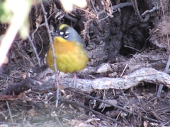 Basileuterus lachrymosus