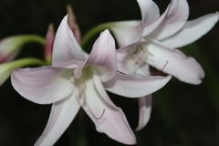 Crinum