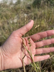 Cenchrus tribuloides