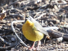 Basileuterus lachrymosus