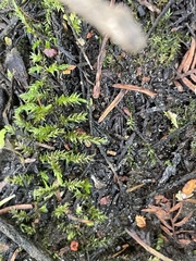 Rhynchostegium riparioides