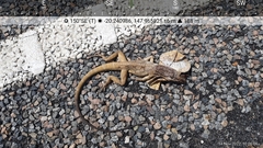 Chlamydosaurus kingii