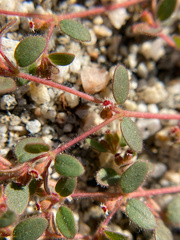 Euphorbia setiloba