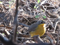 Basileuterus lachrymosus