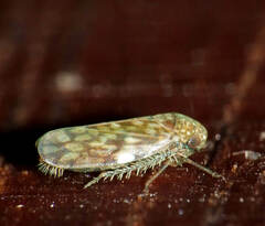 Xestocephalus