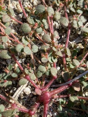 Euphorbia setiloba