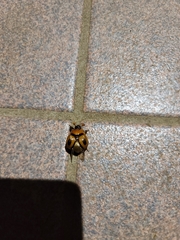 Bolbocerosoma confusum