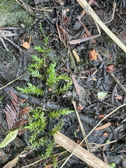 Rhynchostegium riparioides