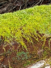 Callicladium imponens