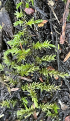 Rhynchostegium riparioides