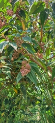 Urera baccifera