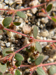 Euphorbia setiloba