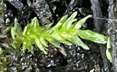 Rhynchostegium riparioides