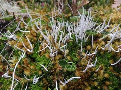 Thamnolia vermicularis