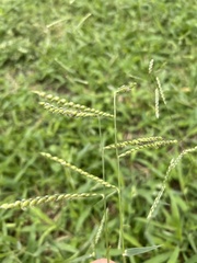 Urochloa