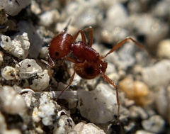Pogonomyrmex californicus