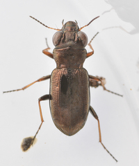 Notiophilus rufipes