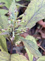Solidago flaccidifolia