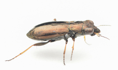 Notiophilus rufipes
