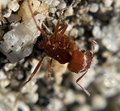 Pogonomyrmex californicus