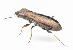 Notiophilus rufipes