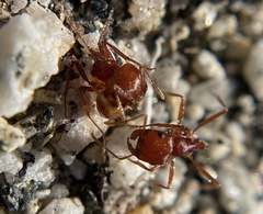 Pogonomyrmex californicus