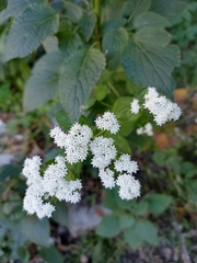 Stevia ovata