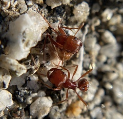 Pogonomyrmex californicus