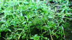 Tripleurospermum inodorum